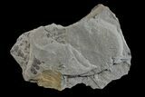 Pennsylvanian Fossil Fern (Neuropteris) Plate - Kentucky #154666-2